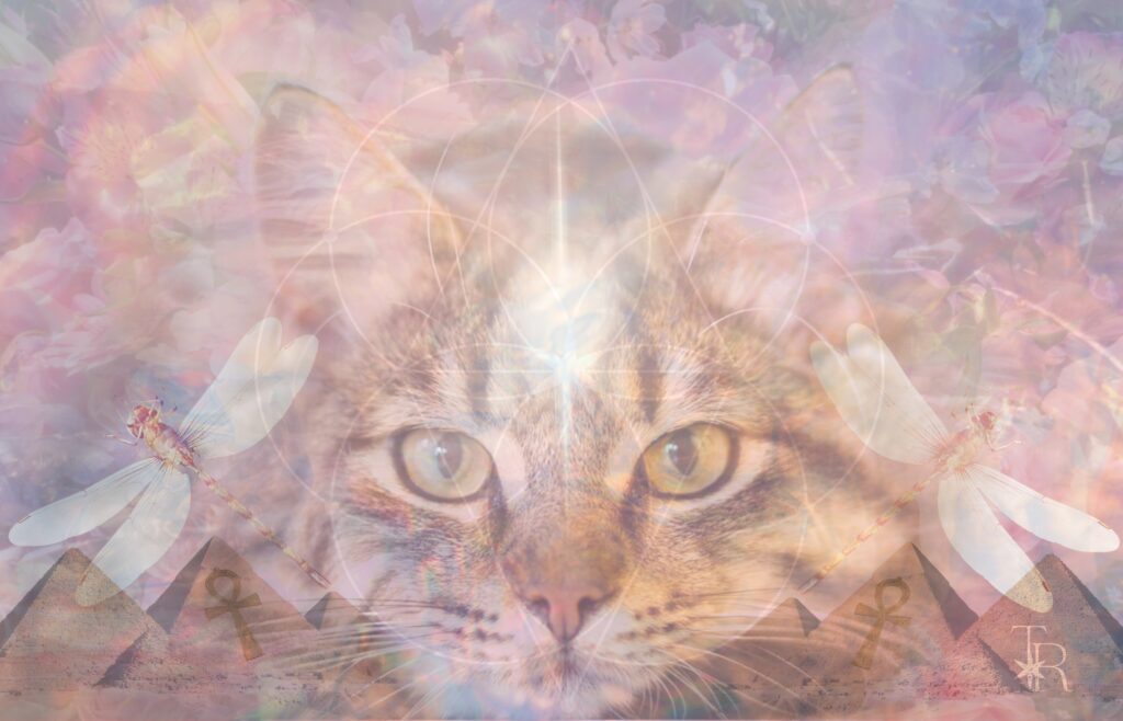 Cosmic Cat Collage with Pyramids